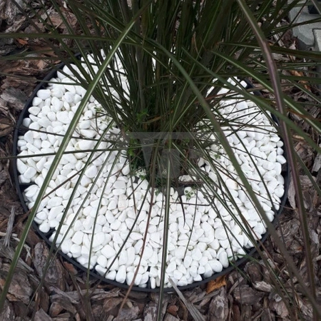 WDB Obrzeże trawnikowe Pro Border 45 mm x 1 m RAL9005